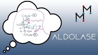 Aldolase Mechanism [upl. by Rem]