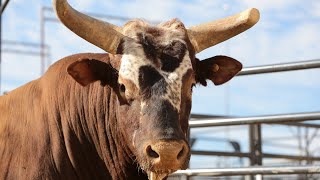 PBR Legend Bushwacker [upl. by Latt112]