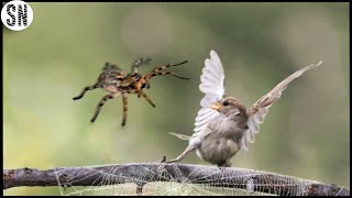 This Spider Catches And Consumes Birds in Its Web [upl. by Lenrad]