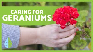 CARING FOR GERANIUMS 🌸🍃 Pruning irrigation light and more [upl. by Connolly]