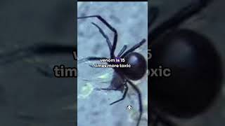 Are Spiders Dangerous viralvideo facts animalfacts animals animalknowledge funny viral [upl. by Karyl865]