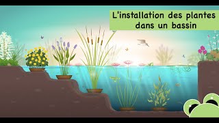 Linstallation des plantes aquatiques dans un bassin creusé dans le jardin ou hors sol [upl. by Krahmer]