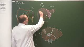 Abdomen et pelvis 9  Anatomie du foie Clinical anatomy of the liver [upl. by Saimerej935]