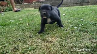 FOR SALE  BLACK PRESA CANARIO puppy [upl. by Huntington12]