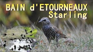 ETOURNEAUX bain en groupe  Starlings [upl. by Aerb]