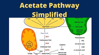 Acetate Pathway Pharmacognosy [upl. by Enedan]