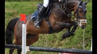 wwwsporthorsesonlinecom 2005 Oldenburg jumping mare 135 cm level sold [upl. by Saxena]