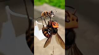 A professional hunter attaches a flag to a giant hornet and searches for its nest gianthornet [upl. by Atinar]