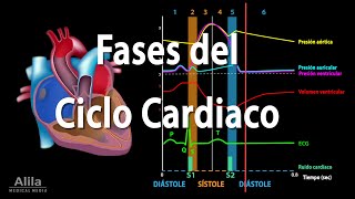 Fases del Ciclo Cardiaco y el Esquema de Wiggers Animación Alila Medical Media Español [upl. by Aifas833]