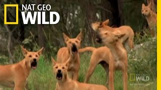 Dingo Fast Food  Nat Geo Wild [upl. by Eannaj586]