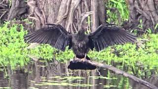 Anhinga Drying Wings [upl. by Aehcim]