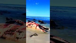 Why does a whale kill its family members while dying shorts whale [upl. by Arriet]