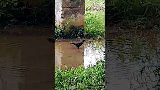 crow water bath Kawa pani se naharaha hai very beutyful crow [upl. by Publia230]