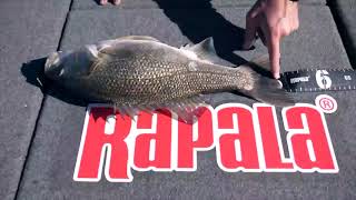 Rapala RapV Blade Lures 2020 Release [upl. by Darya]