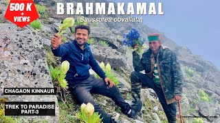 BRAHMAKAMAL Saussurea obvallata  KINNAUR  HIMACHAL PRADESH  TREK TO PARADISE  PART3  VLOG [upl. by Goodhen]