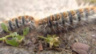 Huge Pine Caterpillar Convoy line [upl. by Fricke]