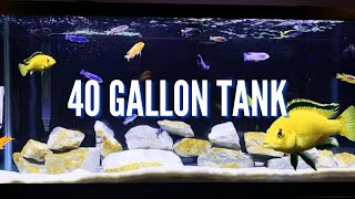 Top 5 Cichlid Tank Setups for a 40 Gallon Aquarium [upl. by Allrud776]