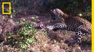 Leopards vs Python Snake  National Geographic [upl. by Enneire251]