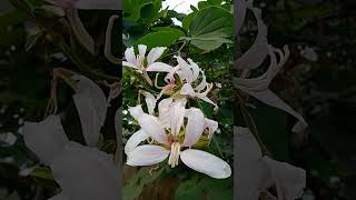 Kachnar phool shortsyoutube [upl. by Aicittel665]