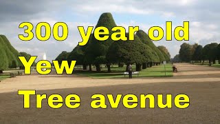 Yew tree avenue Great Fountain Garden Hampton Court Palace [upl. by Womack]