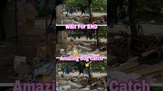 Amazing Running Dog Catch 🐕 । Wait For END shorts running dog doglover [upl. by Emmery]