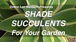 Shade Succulents for Your Garden [upl. by Audre]