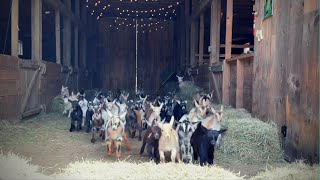 Epic Running of the Goats SunflowerFarmCreamery [upl. by Rialcnis495]