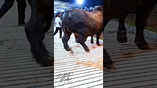 Mighty 1200 kg bull returns to the barn after a display session [upl. by Wernher]