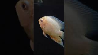 Red spotted Severum Fish onefishtwofishredfishbluefish cichild aquariumfish [upl. by Haimehen]