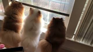 pomeranian dogs barking Sounds  dog Barks outdoor funniest ever [upl. by Elliot]