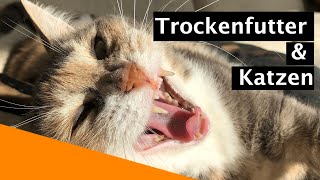 Ist Trockenfutter gefährlich für Katzen [upl. by Brunk]