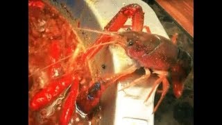 Crayfish amputates removes own claw to escape China hotpot [upl. by Tollman]