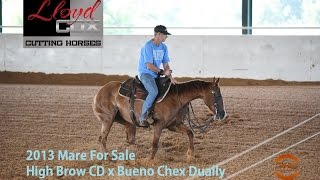 2013 Mare by High Brow CD out of Bueno Chex Dually [upl. by Perrie368]