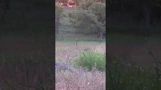 Survival rate  animals fypシ゚viral deer video wildlife wildanimals outdoors fypyoutube [upl. by Noni]