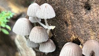 Parasola plicatilis  Little Japanese Umbrella Pleated Inkcap mushroom [upl. by Dosia]