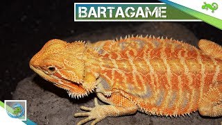 🦎 BARTAGAME  Alle wichtigen Informationen in 100 Sekunden [upl. by Aleksandr]