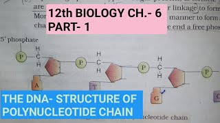 Class 12 biology chapter 6part 1molecular basis of inheritancethe DNAby study with Farru [upl. by Gunnar98]