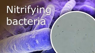 All About Nitrifying Bacteria in Your Aquarium What they Are and Where Can You Find Them [upl. by Det]