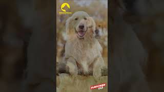 Golden Retrievers’ Soft Touch – Egg Test Challenge goldenretriever dogfacts retriever [upl. by Curtis]