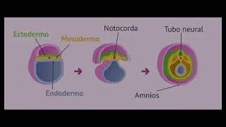Organogénesis [upl. by Weissman999]