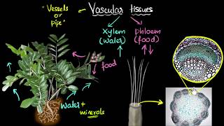 Transport in Plants for AQA 91 GCSE Biology and Trilogy Combined Science [upl. by Hsara]