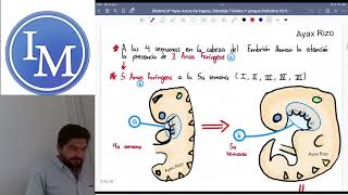Embriología  Arcos Faríngeos [upl. by Blaine]