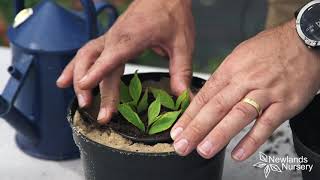 EP71  How to take Weigela cuttings 5MINUTEFRIDAY [upl. by Ihab]