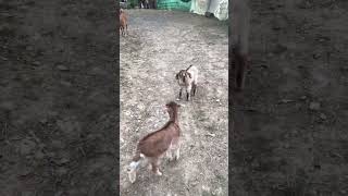 Bakari sounds realbakralover animals bakr deonarbakra [upl. by Jenda898]