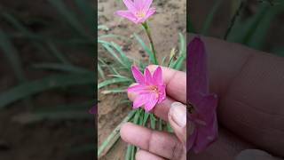 How to get more flowering in rain lily plant  2024 gardening summergarden rainliy flower [upl. by Lrig]