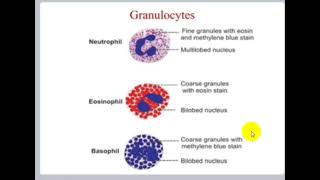 Blood Physiology  White Blood Cells [upl. by Karim926]