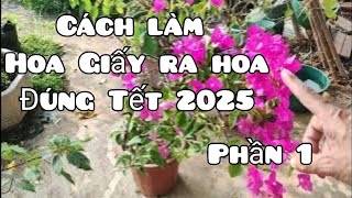 Cách làm Hoa Giấy ra hoa đúng Tết 2025  phần 1 [upl. by Pentheas413]