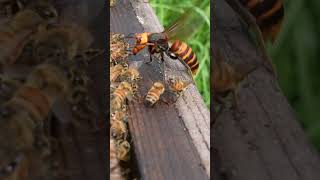 Giant Hornet Group Attack on Honeybee Hive savethebees [upl. by Iloj]