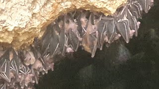 Monfort Bats Cave in Samal Mindanao Philippines  Traveler Ni [upl. by Clarine]