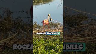 Roseate Spoonbill Birds The Worlds Most Interesting and Rarest Bird Species [upl. by Ettenej298]